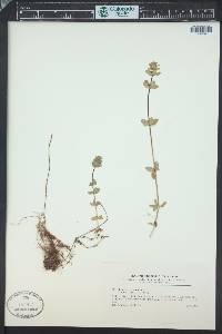 Cruciata laevipes image