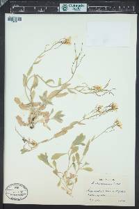 Arabis caucasica image