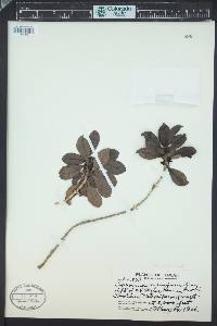 Coprosma menziesii image