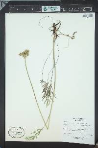 Pseudocymopterus montanus image