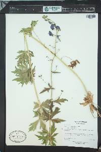 Aconitum columbianum image