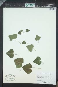 Hedera rhombea image