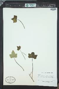 Hedera rhombea image