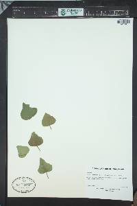 Hedera rhombea image