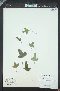 Media resource of Hedera rhizomatifera