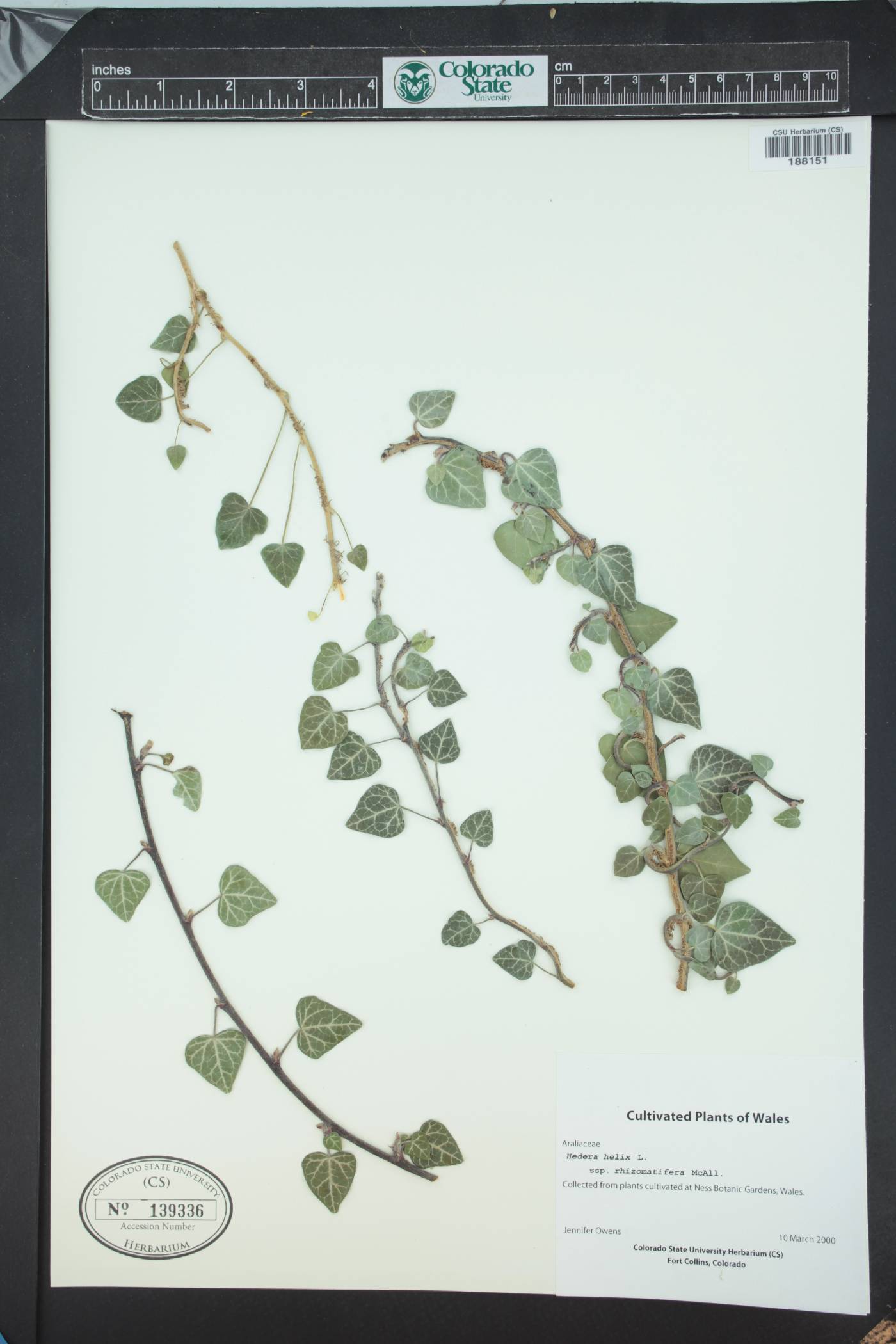 Hedera rhizomatifera image