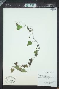 Hedera nepalensis var. sinensis image