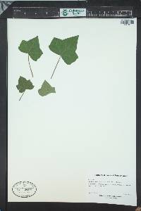 Hedera maderensis image