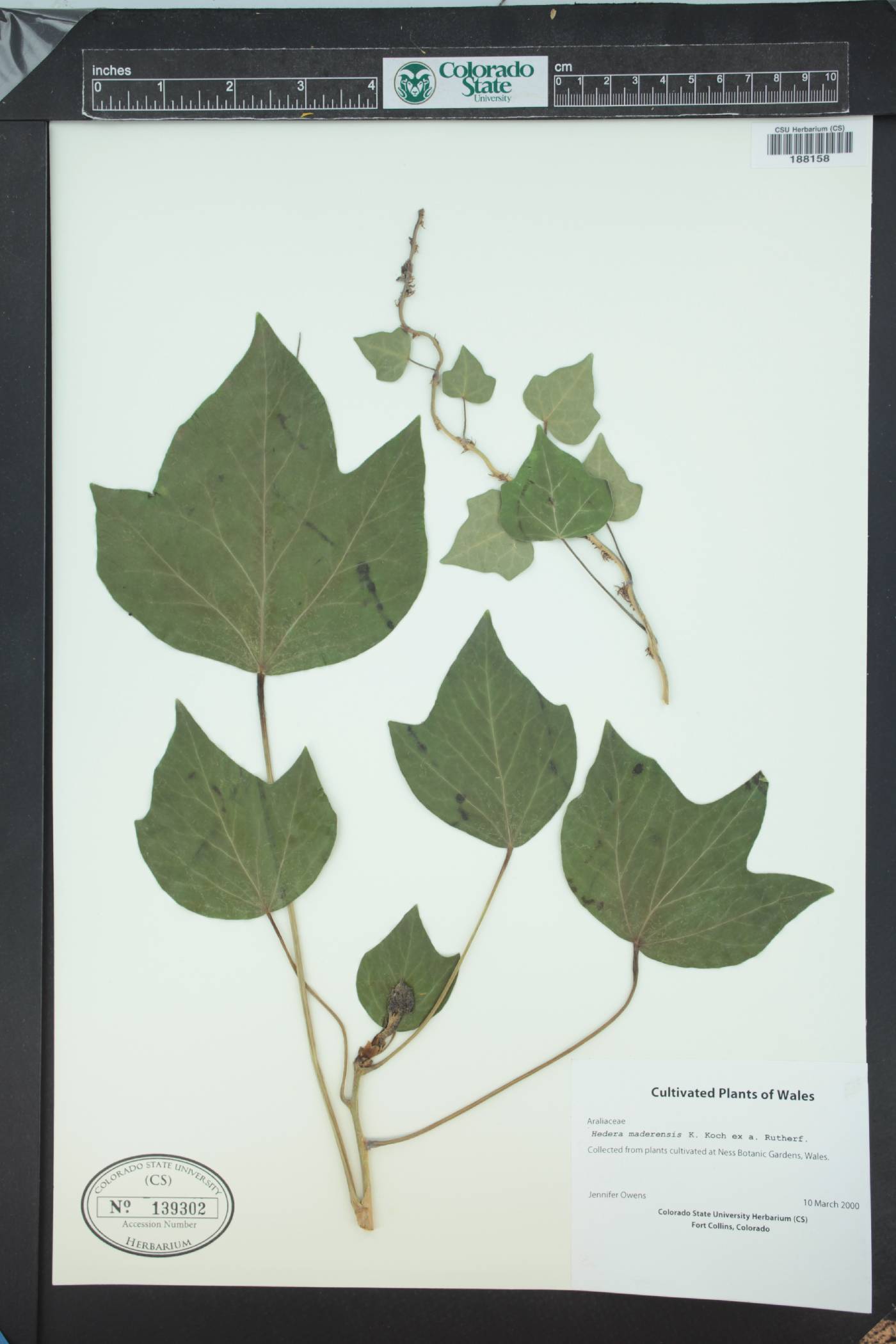 Hedera maderensis image