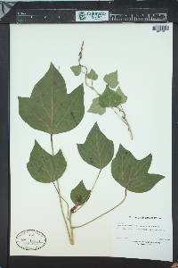 Media resource of Hedera maderensis