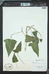 Media resource of Hedera cypria