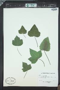 Hedera maroccana image