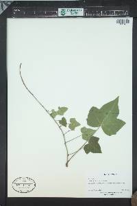 Hedera maroccana image