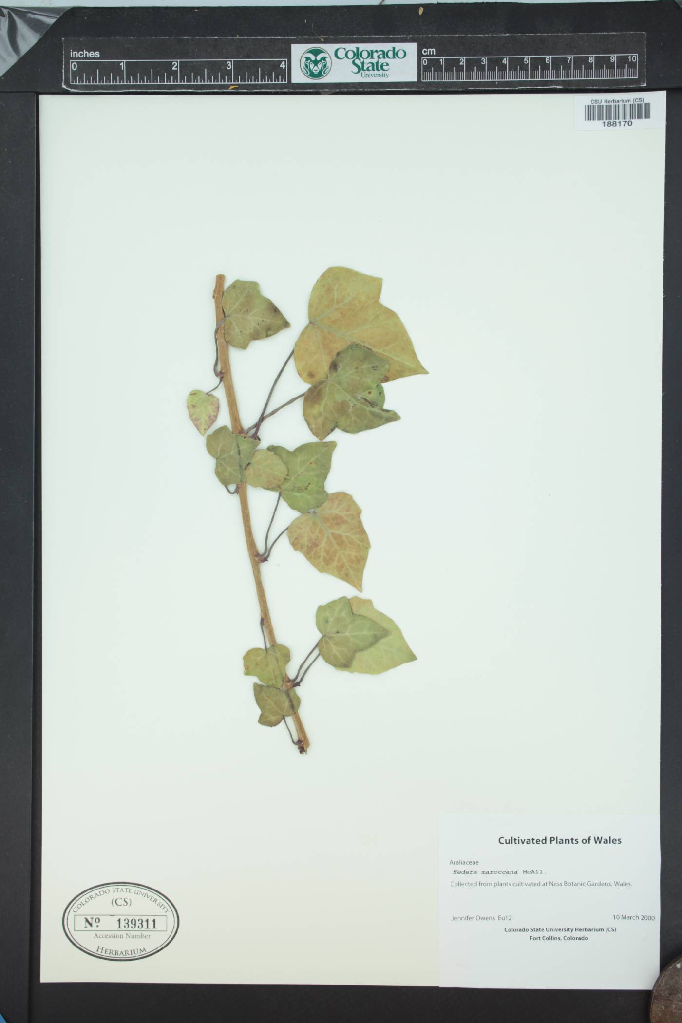 Hedera maroccana image