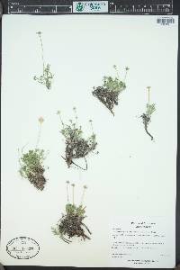 Erigeron pinnatisectus image
