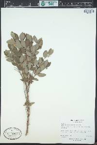 Symphoricarpos occidentalis image