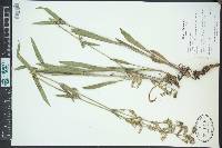 Silene drummondii image