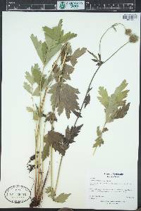 Geum macrophyllum image