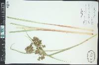Scirpus microcarpus image