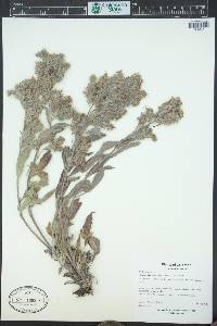 Phacelia hastata image