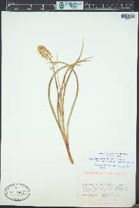 Toxicoscordion venenosum image