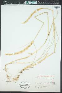 Pascopyrum smithii image