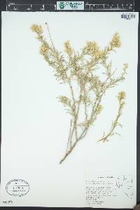 Ericameria parryi var. nevadensis image