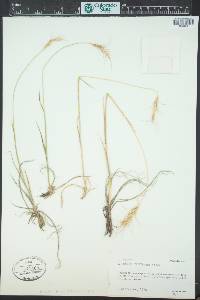 Elymus scribneri image