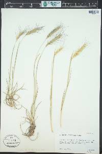 Elymus scribneri image