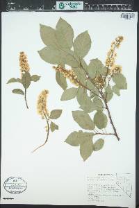 Prunus virginiana var. demissa image