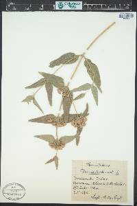 Image Associated With the Occurence