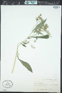Verbesina virginica image