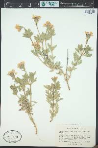 Glandularia bipinnatifida var. ciliata image