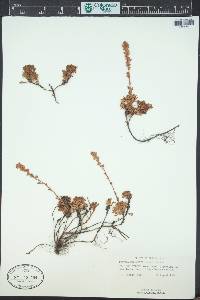 Luetkea pectinata image