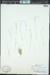 Eremogone congesta image