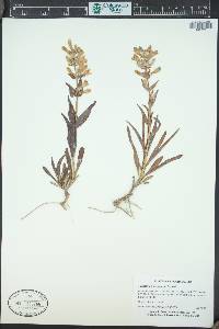Penstemon saxosorum image