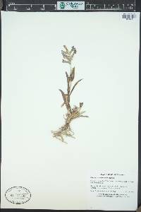 Penstemon versicolor image