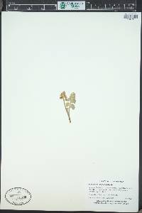 Botrychium lunaria image