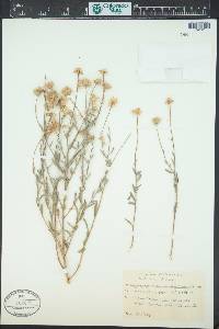 Ericameria linearis image