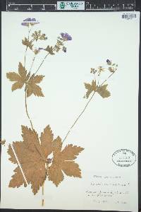 Geranium sylvaticum image
