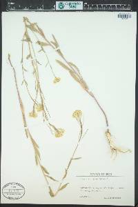Erysimum hieraciifolium image
