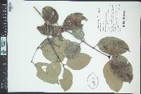 Salacia chinensis image