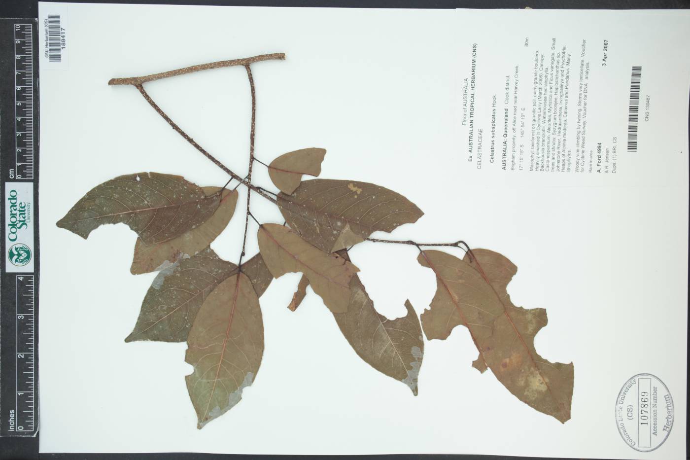 Celastrus subspicatus image