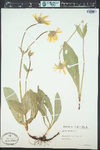 Arnica montana image