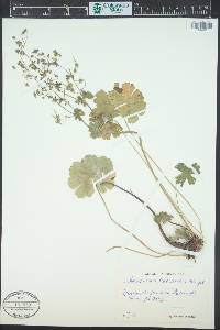 Geranium pyrenaicum image