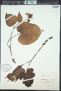 Symphytum cordatum image