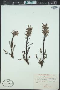Pedicularis sudetica image