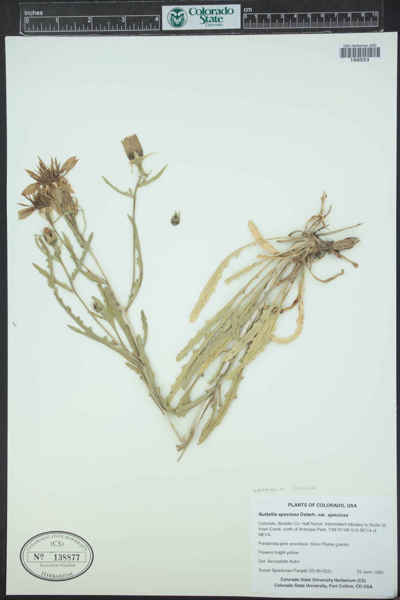 Mentzelia speciosa image
