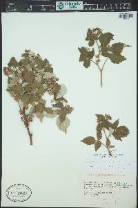 Rubus idaeus subsp. melanolasius image