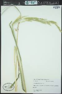 Agrostis exarata image